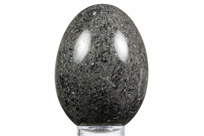 Polished Black Coquina Egg - California #334172